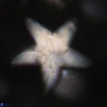 Discoaster sp 5 VR 29554