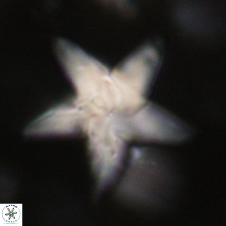 Discoaster sp 5 VR 29554