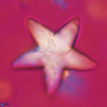 Discoaster sp 5 VR 29555