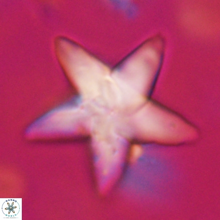 Discoaster sp 5 VR 29555