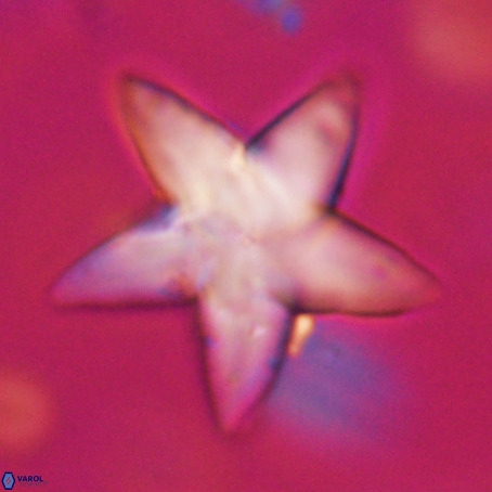 Discoaster sp 5 VR 29556
