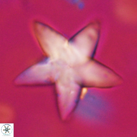 Discoaster sp 5 VR 29556