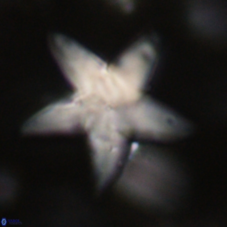 Discoaster sp 5 VR 29557