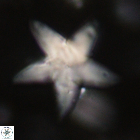 Discoaster sp 5 VR 29557