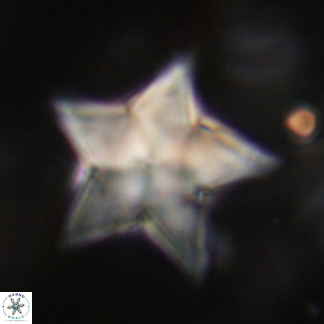 Discoaster sp 5 VR 29558