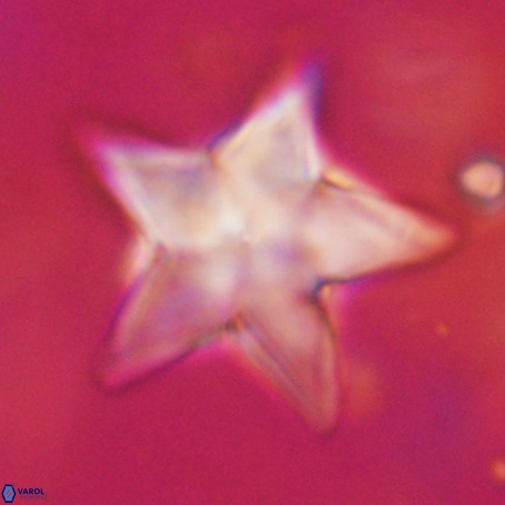 Discoaster sp 5 VR 29559