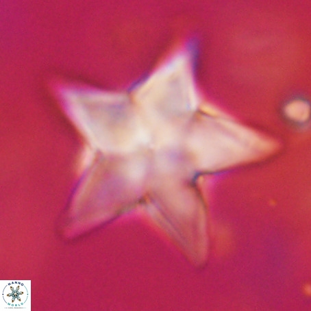 Discoaster sp 5 VR 29559