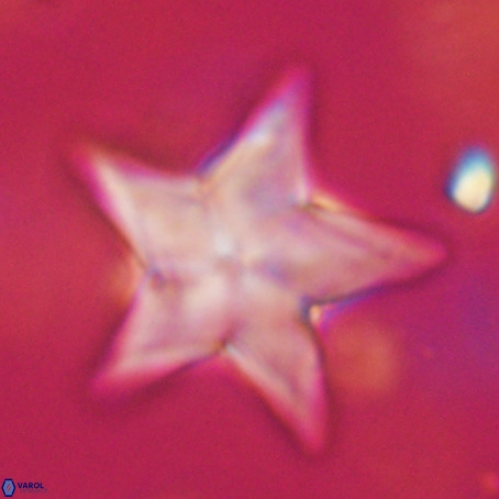 Discoaster sp 5 VR 29560