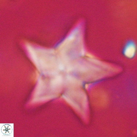 Discoaster sp 5 VR 29560