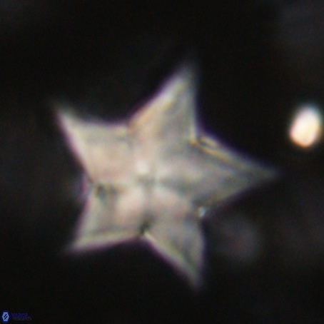 Discoaster sp 5 VR 29561
