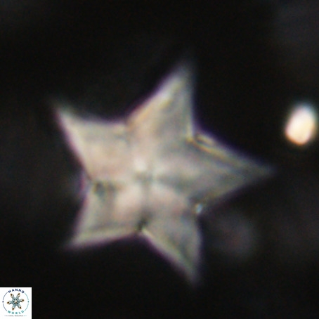 Discoaster sp 5 VR 29561