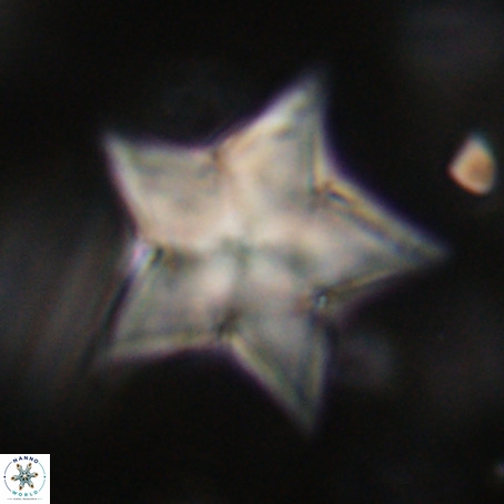 Discoaster sp 5 VR 29562