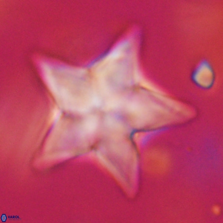 Discoaster sp 5 VR 29563