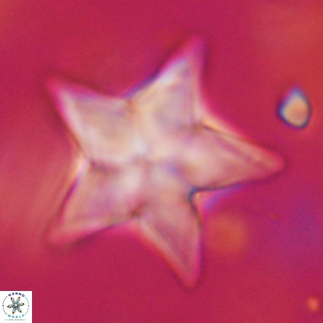 Discoaster sp 5 VR 29563