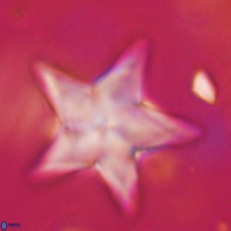 Discoaster sp 5 VR 29564