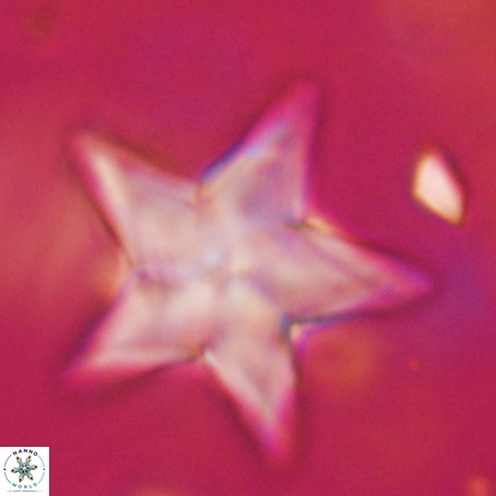 Discoaster sp 5 VR 29564