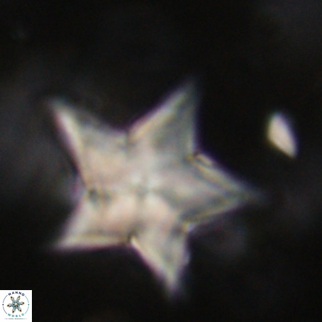 Discoaster sp 5 VR 29565