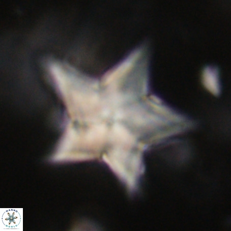 Discoaster sp 5 VR 29566