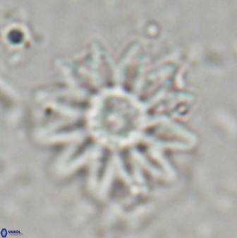 Discoaster splendidus 23345
