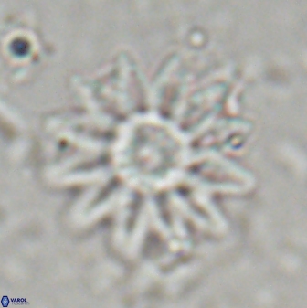 Discoaster splendidus 23346