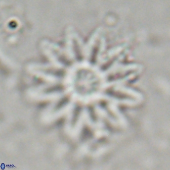 Discoaster splendidus 23347