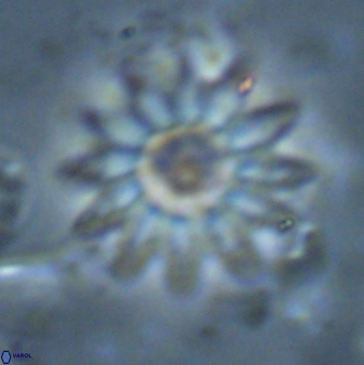 Discoaster splendidus 23349