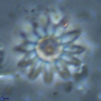 Discoaster splendidus 23350