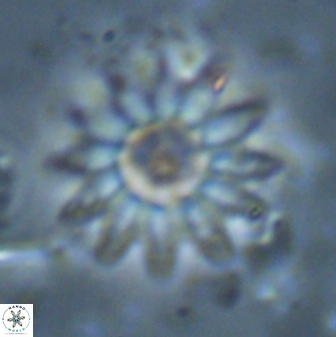 Discoaster splendidus 23350