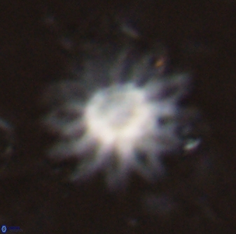 Discoaster splendidus 23351