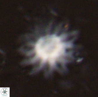 Discoaster splendidus 23351