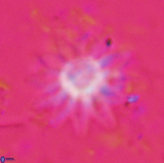 Discoaster splendidus 23352