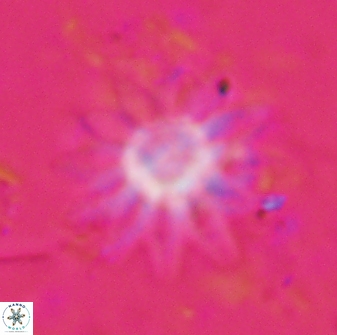 Discoaster splendidus 23352