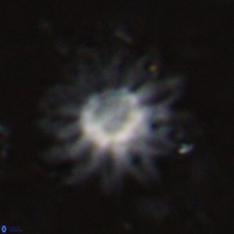 Discoaster splendidus 23353