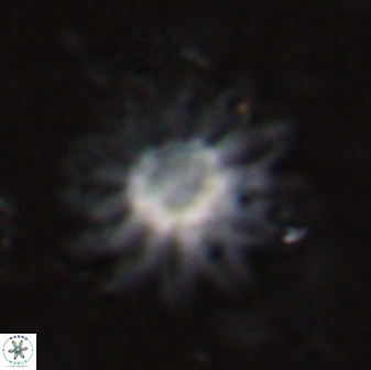 Discoaster splendidus 23353
