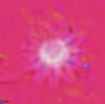 Discoaster splendidus 23354