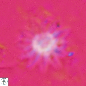 Discoaster splendidus 23354