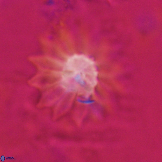 Discoaster splendidus 24560