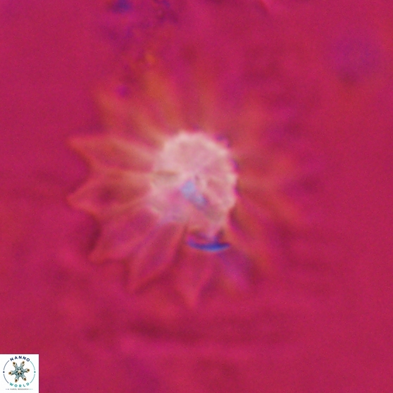Discoaster splendidus 24560