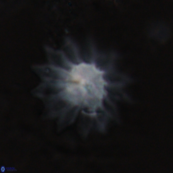 Discoaster splendidus 24561