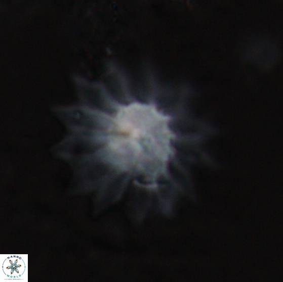 Discoaster splendidus 24561