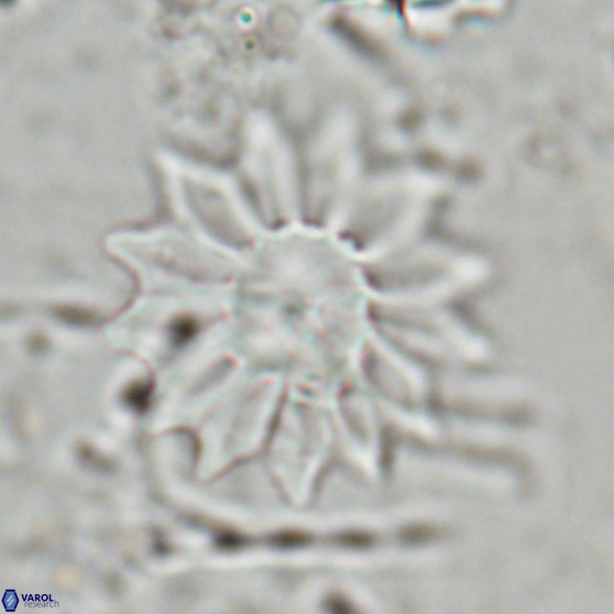 Discoaster splendidus 24562