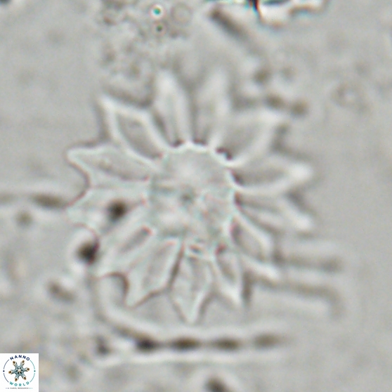 Discoaster splendidus 24562
