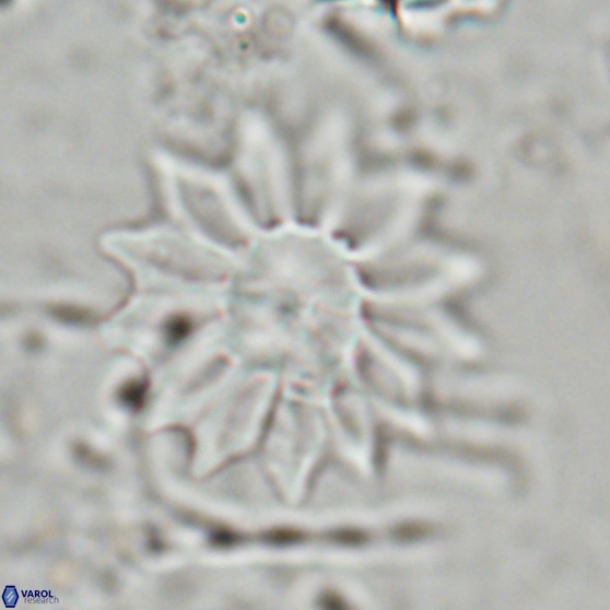 Discoaster splendidus 24563
