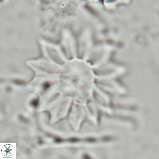 Discoaster splendidus 24563