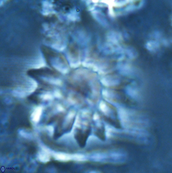 Discoaster splendidus 24565