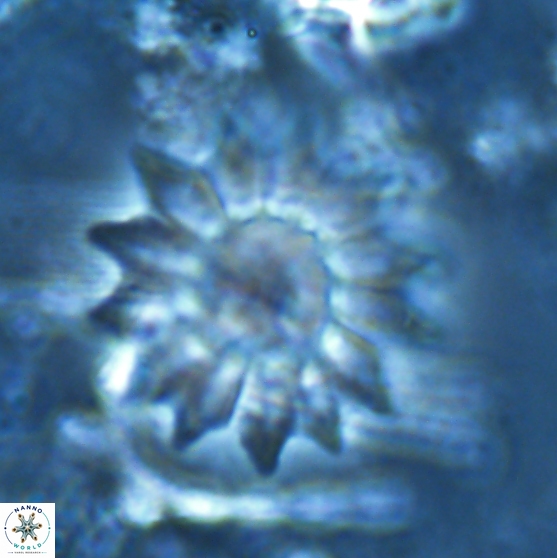 Discoaster splendidus 24565