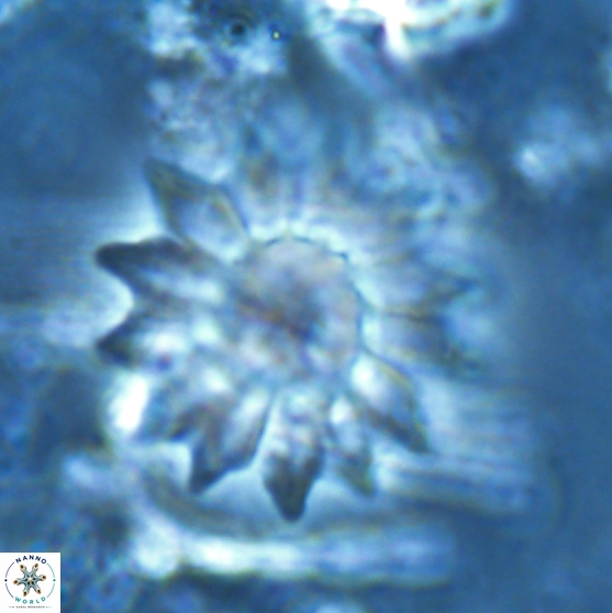 Discoaster splendidus 24566
