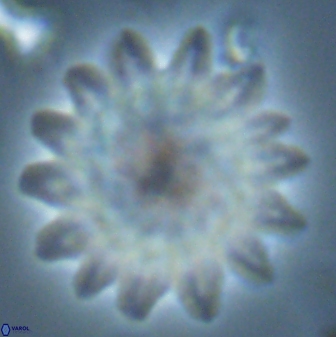Discoaster splendidus 25784