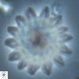 Discoaster splendidus 25784