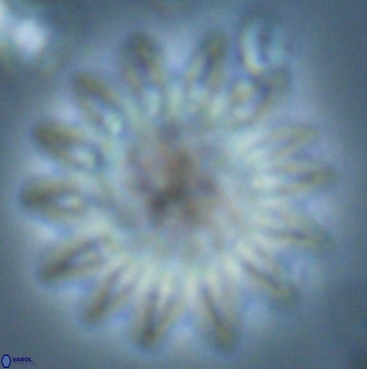 Discoaster splendidus 25785
